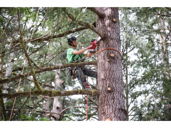 Milwaukee M18 FUEL™ HATCHET™ Pruning Saw 20CM KIT 4933480119